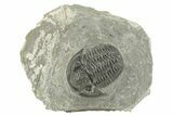 Detailed Gerastos Trilobite Fossil - Morocco #243788-3